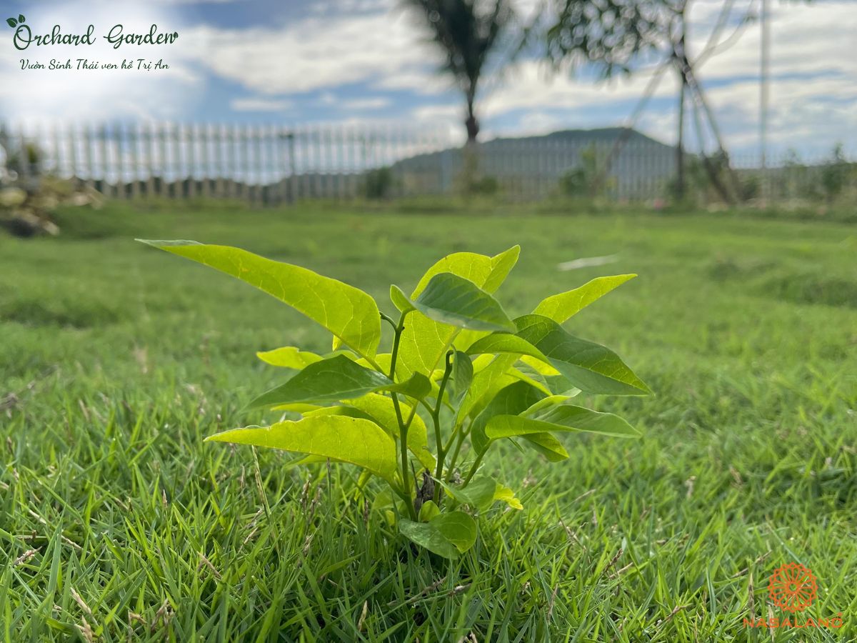 Có nên mua đất vườn sinh thái Orchard Garden không?